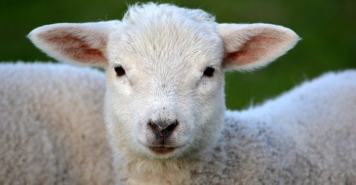 Qurban yang Lebih Utama