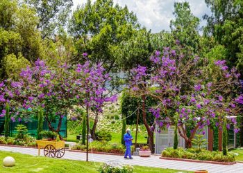 Lebih dari 25.000 Pohon Jacaranda Menambah Keindahan Abha