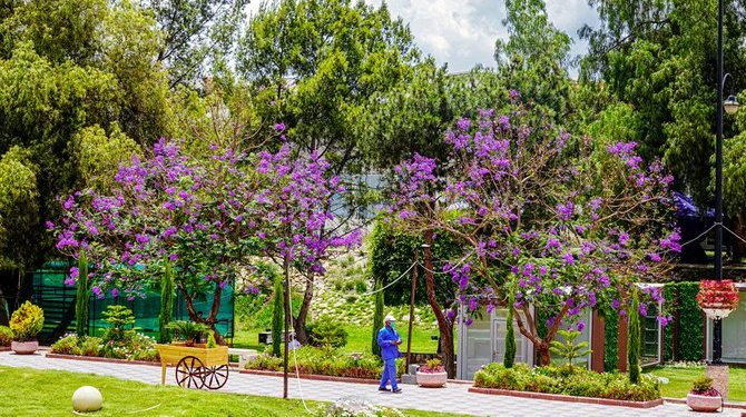 Lebih dari 25.000 Pohon Jacaranda Menambah Keindahan Abha
