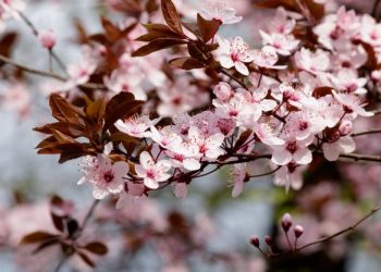 Dengan Kebersamaan Terbangun Keharmonisan