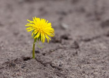 Tetap Tegar dan Harmonis di Masa Sulit
