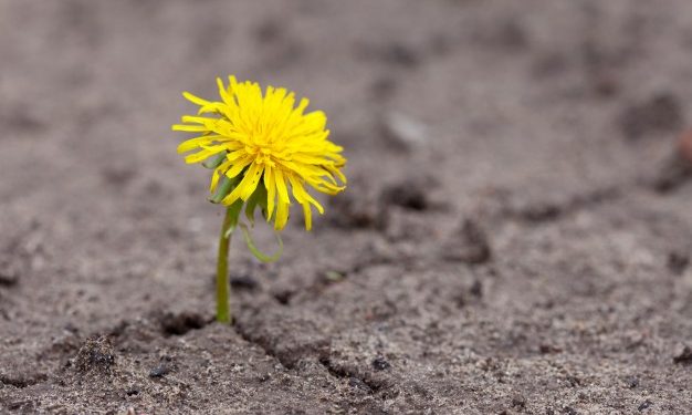 Tetap Tegar dan Harmonis di Masa Sulit