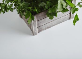 Yuk Bersihkan Wajah dengan Masker Seledri