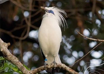 Yuk, Liburan Seru dengan Virtual Tour ke 4 Wisata di Indonesia