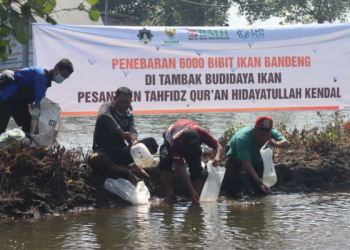 BMH Kendal Tebar 6000 Bibit Bandeng di Tambak Pemberdayaan