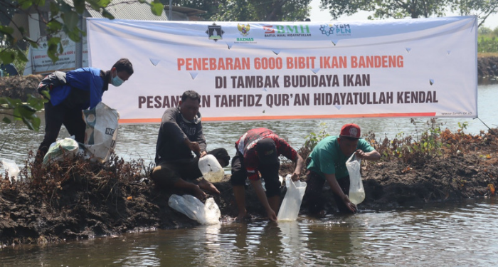 BMH Kendal Tebar 6000 Bibit Bandeng di Tambak Pemberdayaan