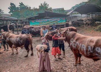 Tahun Ini Ria Ricis Borong Hewan Kurban Bobotnya Hingga 1,053 Ton