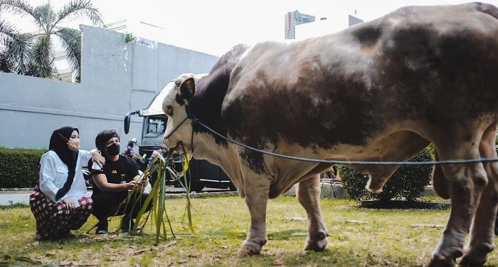 Atta Halilintar Beli Hewan Kurban untuk Seluruh Tim AHHA, Biar di Akhirat Mereka Ada Kendaraan
