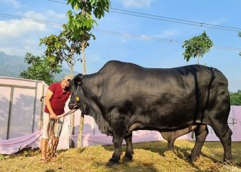 Momen Kebersamaan Irfan Hakim bersama Sapi Kurban yang Beratnya 1,3 Ton