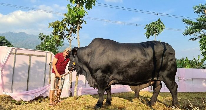 Momen Kebersamaan Irfan Hakim bersama Sapi Kurban yang Beratnya 1,3 Ton