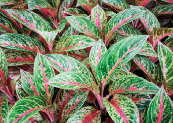 Cara Memelihara Aglaonema Agar Tetap Segar