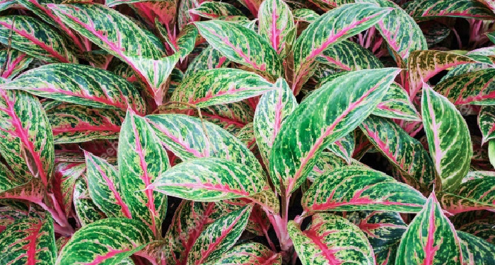 Cara Memelihara Aglaonema Agar Tetap Segar