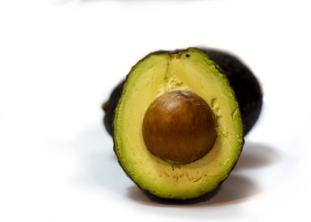 Menyemai Biji Alpukat di dalam Air