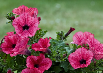 Memasuki Dunia Pernikahan