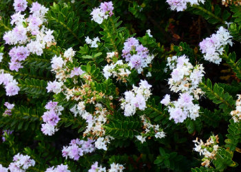 Mengutarakan Niat Menikah Kepada Orang Tua