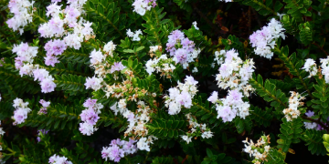 Mengutarakan Niat Menikah Kepada Orang Tua