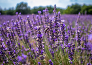 Membuat Air Lavender dari Bunga Lavender Asli
