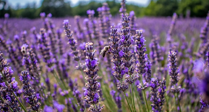 Membuat Air Lavender dari Bunga Lavender Asli