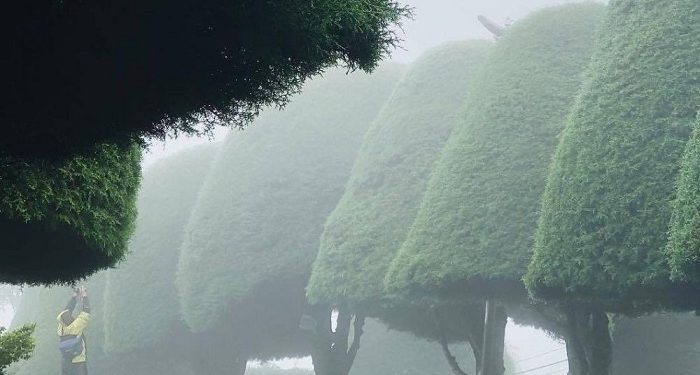 Bukit Jamur Ciwidey, Wisata Romantis Berselimut Kabut