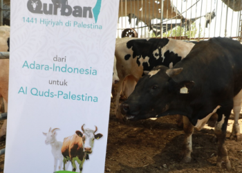 Adara Relief International Hadirkan Berbagai Program Qurban untuk Palestina