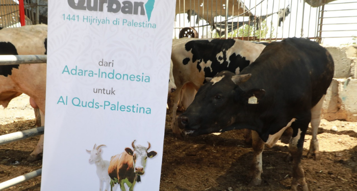 Adara Relief International Hadirkan Berbagai Program Qurban untuk Palestina