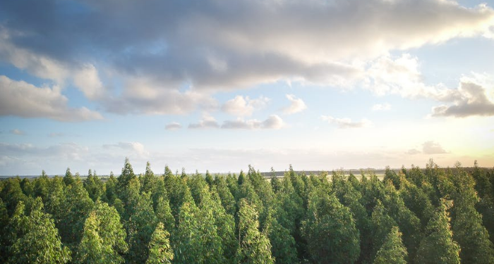 Peluang Kerja bagi Lulusan Fakultas Kehutanan