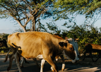 Panduan Penyelenggaraan Idul Adha di Wilayah PPKM Darurat
