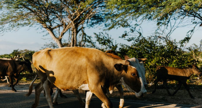Panduan Penyelenggaraan Idul Adha di Wilayah PPKM Darurat