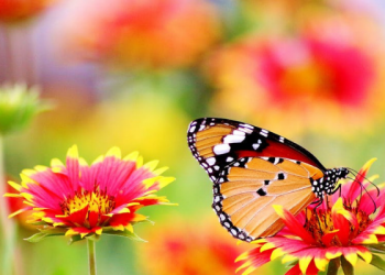 Kisah Kecintaan Rasulullah kepada Keluarganya (1)