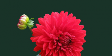 Kisah Kecintaan Rasulullah kepada Keluarganya (1)