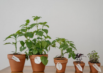 Tafsir Surat Yasin Ayat 33, Allah Menghidupkan Bumi yang Sebelumnya Mati