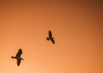 Wafatnya Umar bin Khattab pada Waktu Shubuh