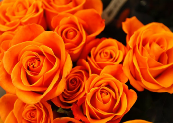 Kisah Maisarah Menceritakan Akhlak Nabi Muhammad (2)