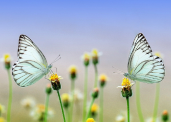 Mengenal Kepribadian Rasulullah yang Mulia