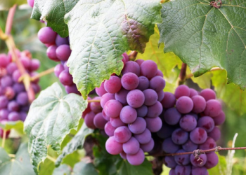 Surat Yasin Ayat 35, Bersyukur terhadap Buah yang Bisa Dimakan