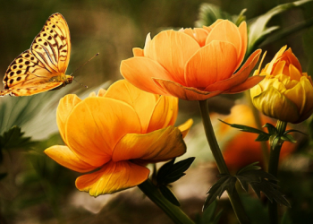 Lima Pemuda Muslim Hebat dalam Sejarah Islam