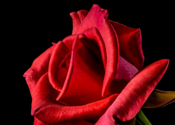 Sulaiman bin Yasar Menolak Ajakan Berzina Seorang Wanita