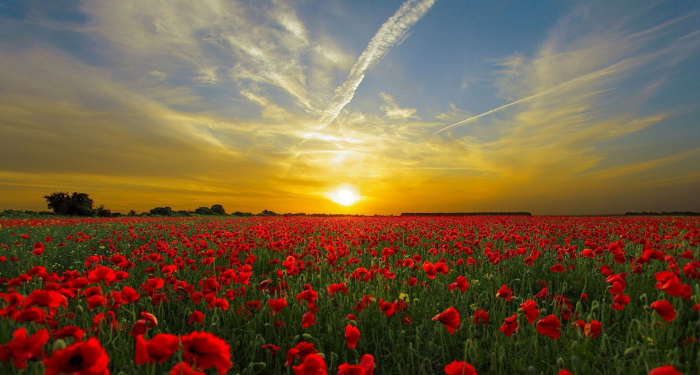 Sulaiman bin Yasar Menolak Ajakan Berzina Seorang Wanita