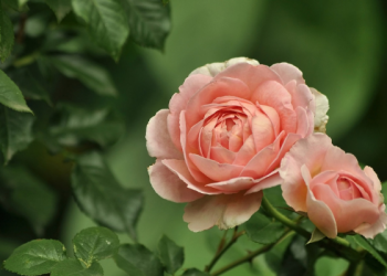 Cara-cara Allah Mengabulkan Doa Hamba-Nya