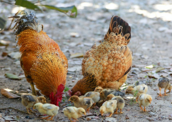 Ulama Besar Memberi Makan Ayam ketika sedang Menyampaikan Ilmu