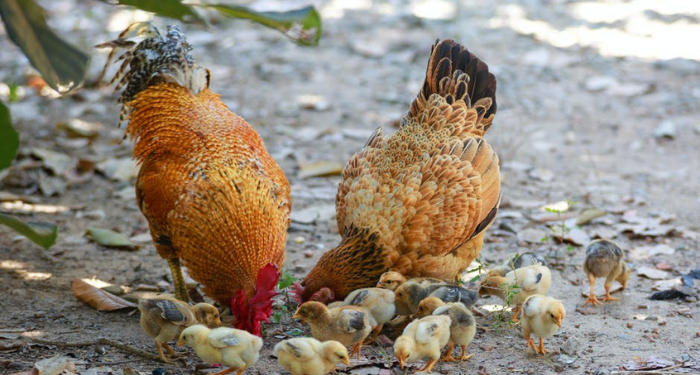 Ulama Besar Memberi Makan Ayam ketika sedang Menyampaikan Ilmu