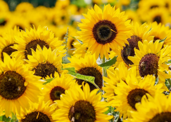 Mengenal Perkembangan Mazhab Imam Syafi’i (1)