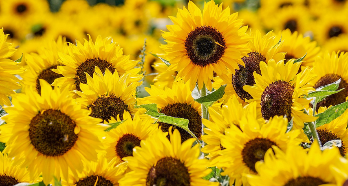 Mengenal Perkembangan Mazhab Imam Syafi’i (1)