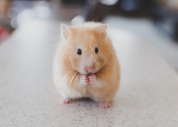 Hal-Hal Dasar Saat Memelihara Hamster