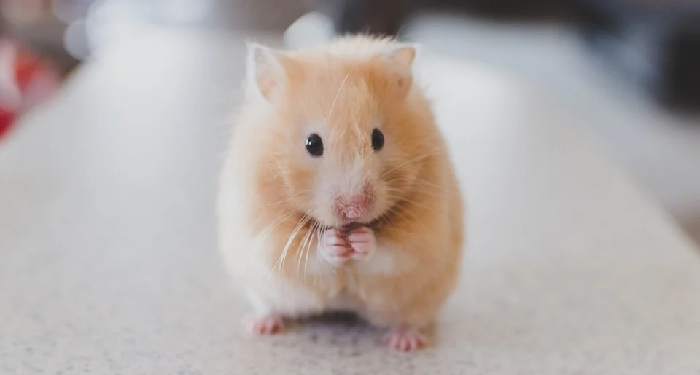 Hal-Hal Dasar Saat Memelihara Hamster