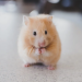 Hal-Hal Dasar Saat Memelihara Hamster