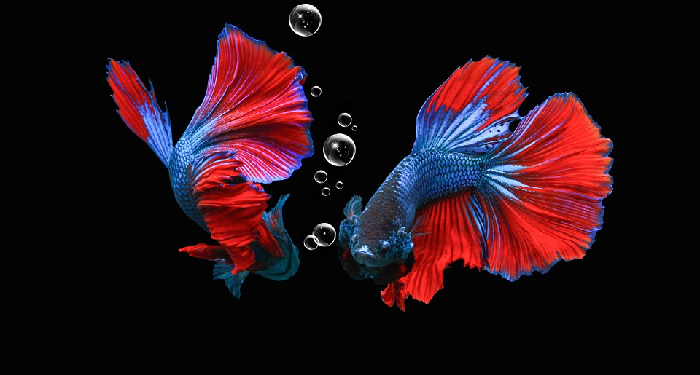 Perawatan Air untuk Ikan Cupang