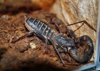 Cara Singkirkan Kalajengking di Area Rumah