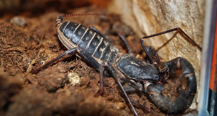 Cara Singkirkan Kalajengking di Area Rumah