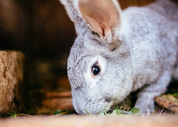 Jenis Rumput yang Aman untuk Kelinci